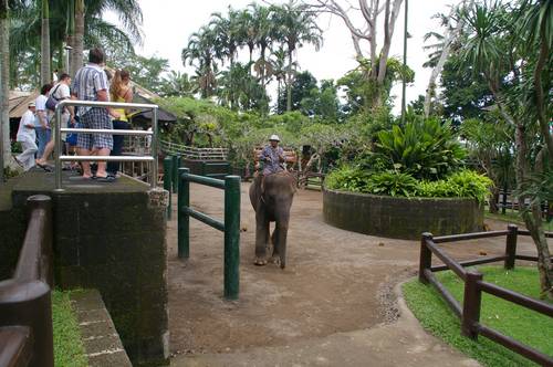 Экскурсия к слонам
