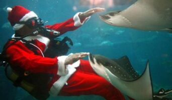 Новогодняя Шри-Ланка – жемчужина Индийского океана