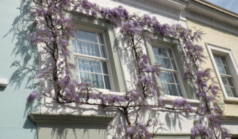 В Англию на майские — фестиваль цветов в Челси и “Сырные гонки”