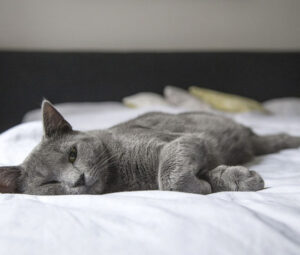 Где можно отдохнуть с домашними питомцами