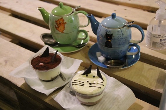 cat cafe 4