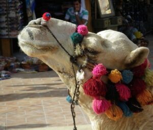 Фестивали в Индии, на которые стоит обязательно попасть