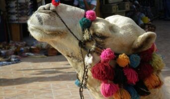 Фестивали в Индии, на которые стоит обязательно попасть