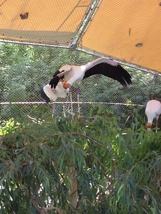 зоопарк в Аль-Айне - птицы