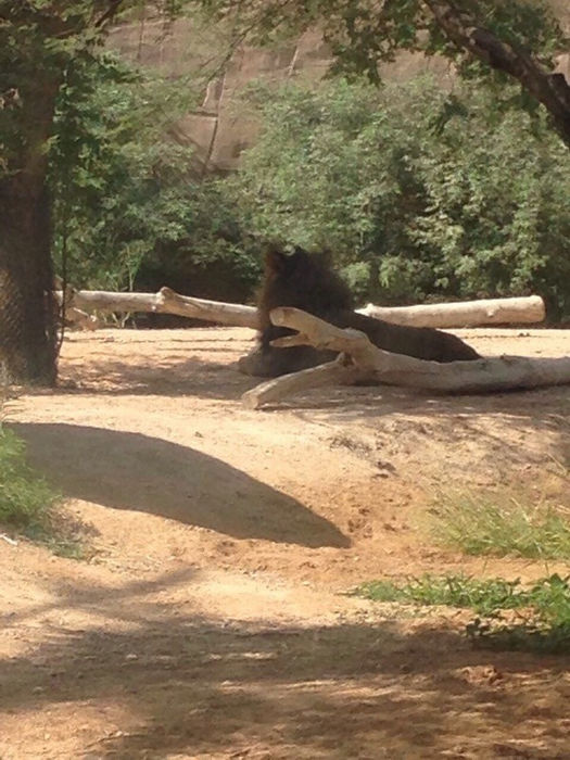 зоопарк в Аль-Айне - лев