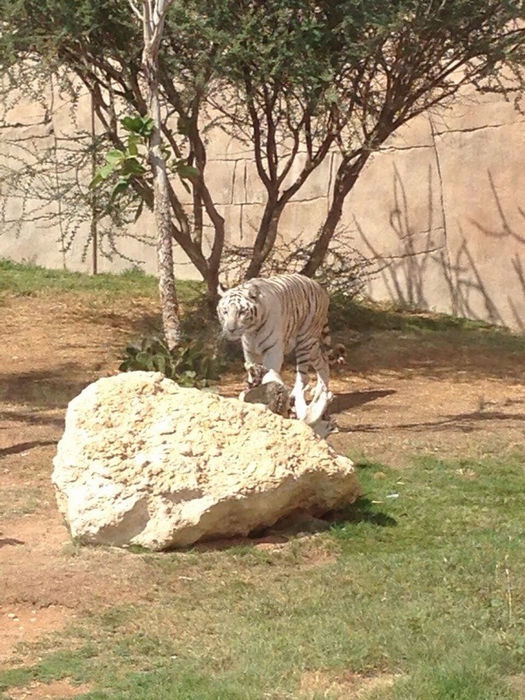 зоопарк в Аль-Айне - тигр